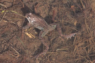 kl-5 Grasfrosch ruhend