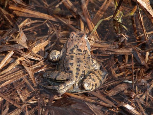 kl-6 Gut getarnter Grasfrosch