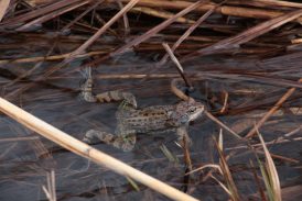 kl-7 Grasfrosch ruhend