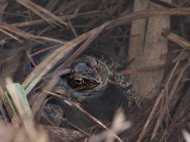 kl-8 Grasfrosch ruhend