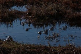 kl-9 Grasfroschgruppe