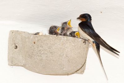 Gebäudebrüter Foto