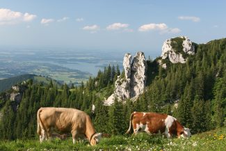 Kuehe im Almgebiet der Kampenwand-Chiemsee-Alpenland Tourismus