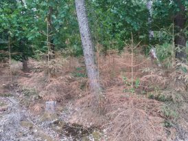 Vertrocknete_Pflanzen