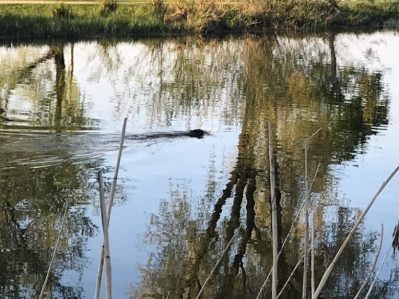 Biber an der Prienmündung