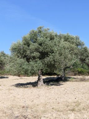 Feriengruesse Kreta (5)