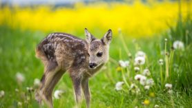 Vom BBV - rehkitz-c_lubos-chlubny_fotolia