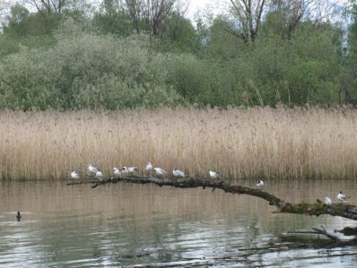 Abend an der Prienmündung