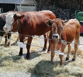 wiwa ochsenfrühschoppen02