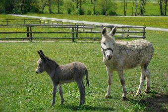 07 koll Cafe Pauli junger Esel