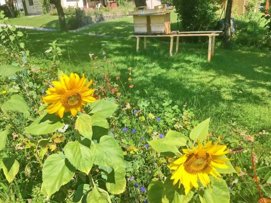 Blumenwiese Prutdorf