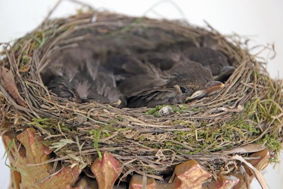 Gekroenter Nachwusch_Foto H. Reiter (1)