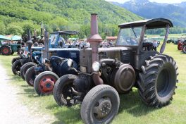 aschau bulldogtreffen reh05