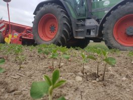 kl-vorne Rosenheimer Sojafeld