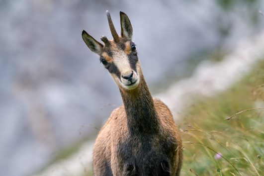 c Robyn Hochrein Gams web