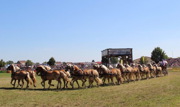 foto_1_haflinger_achtzehnspaennig