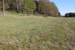 kl-Kofbinsenried in Drumlintalstreuwiese