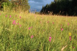 kl-Sumpf-Gladiole in Kalkmagerrasen