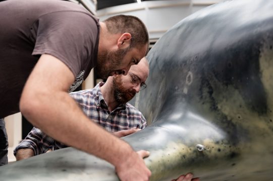 liopleurodonmaganuco