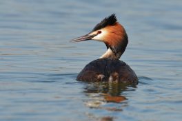 01_Haubentaucher_(Foto_Johannes_Almer)