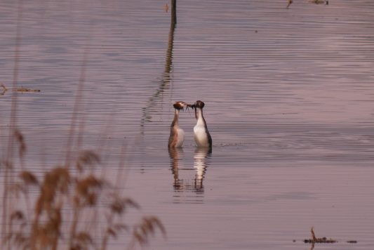 01_Haubentaucher_balzendes_Paar_(Foto_Johannes_Almer)