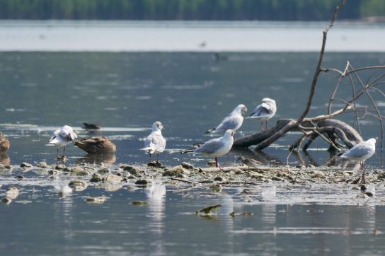 02_Bruchwasserlaeufer_Suchbild_mit_Lachmoewen_(Foto_Johannes_Almer)