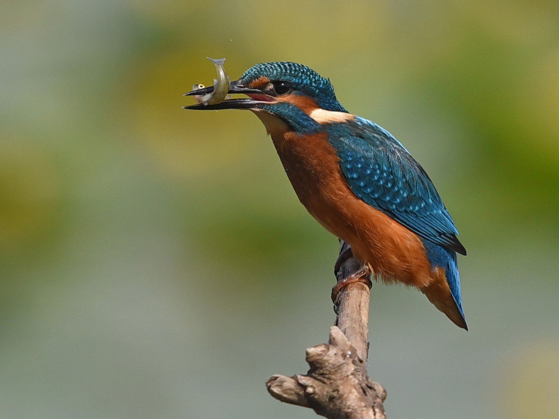 Vogel Des Chiemsees Der Eisvogel Samerberger Nachrichten