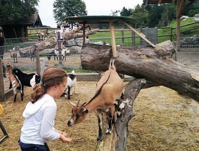 Cafe Pauli Streichelzoo