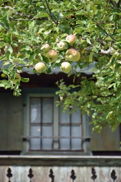 FLM_Glentleiten_Apfelbaum2