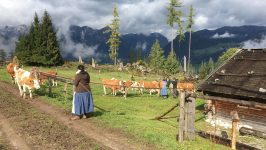 Almabtrieb unterm Watzmann