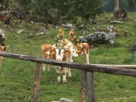 Almabtrieb unterm Watzmann