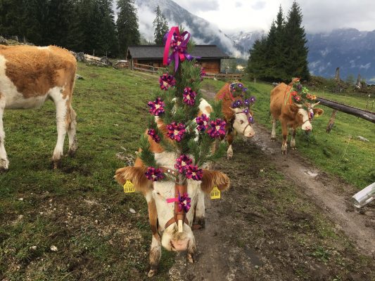 Almabtrieb unterm Watzmann