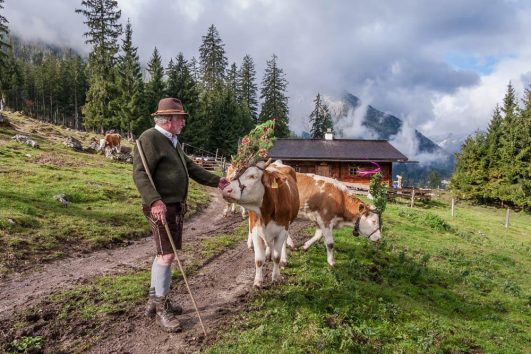 Almabtrieb unterm Watzmann