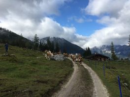 Almabtrieb unterm Watzmann