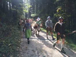 Almabtrieb unterm Watzmann