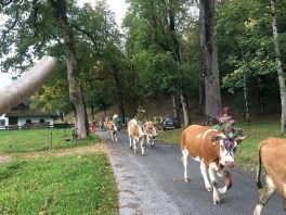 Almabtrieb unterm Watzmann