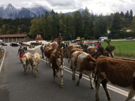 Almabtrieb unterm Watzmann
