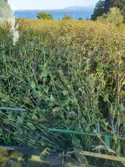 kl-20190920_170727_Silphie_Ernte2