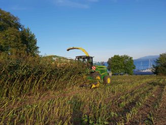 kl-20190920_174655_Silphie_Ernte