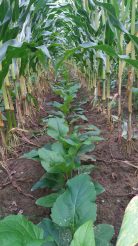 kl-Silphie als Untersaat im Mais_im ersten Jahr