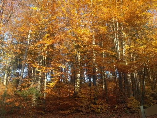 Indian Summer am Herrnberg