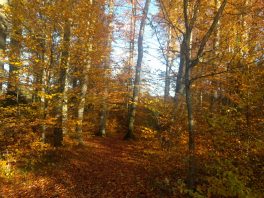 Indian Summer am Herrnberg