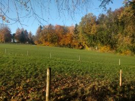 Indian Summer am Herrnberg