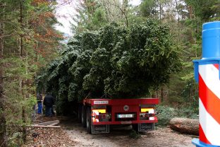 christbaum_samerberg_08