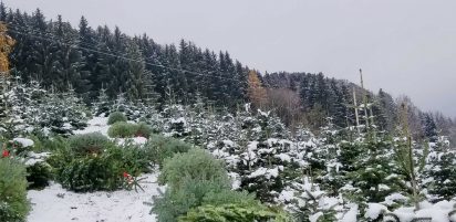 kl-Christbaeume quer