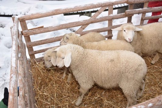 kl-schlechinger christkindlmarkt (16)