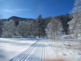 Langlaufen in Reit im Winkl