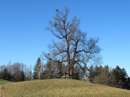 Wanderung von Steinkirchen zur Dandlbergalm