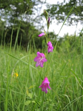 Sumpf-Gladiole_PAN GmbH (004)