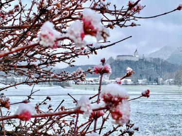 kl-Duftender Frühling im Winter_Foto H. Reiter